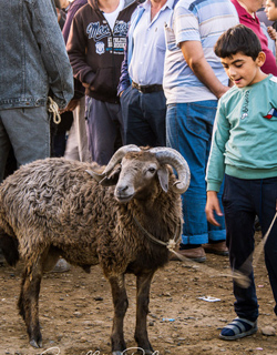 Visit The Animal Market In Bukhara 