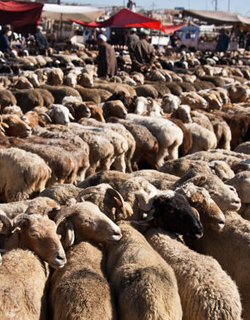 Visit The Animal Market In Bukhara 