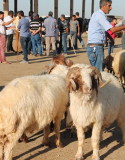 Visit The Animal Market In Bukhara 