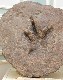 Museum Of Geology