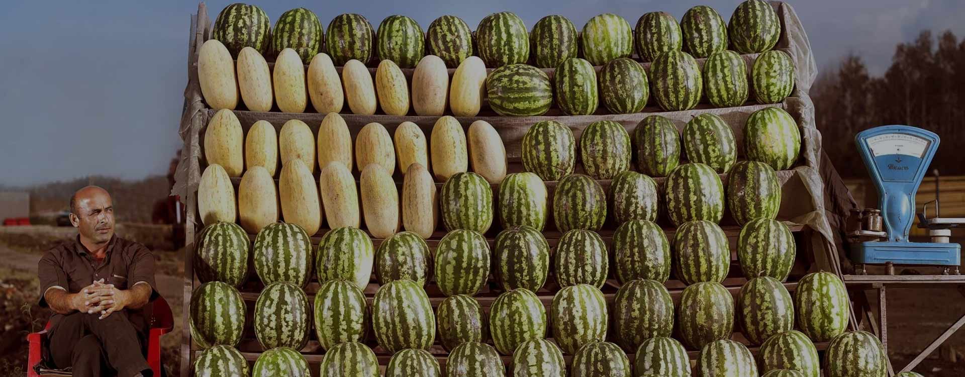 Dive In A Melon Paradise