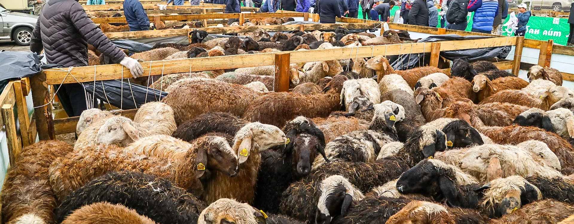 Visit The Animal Market In Bukhara 